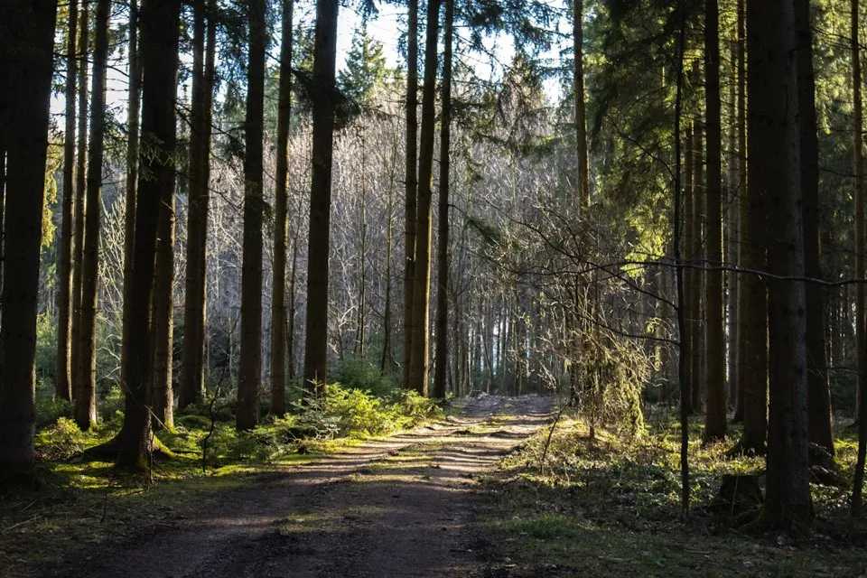 A quiet trail winding through a sunlit forest.