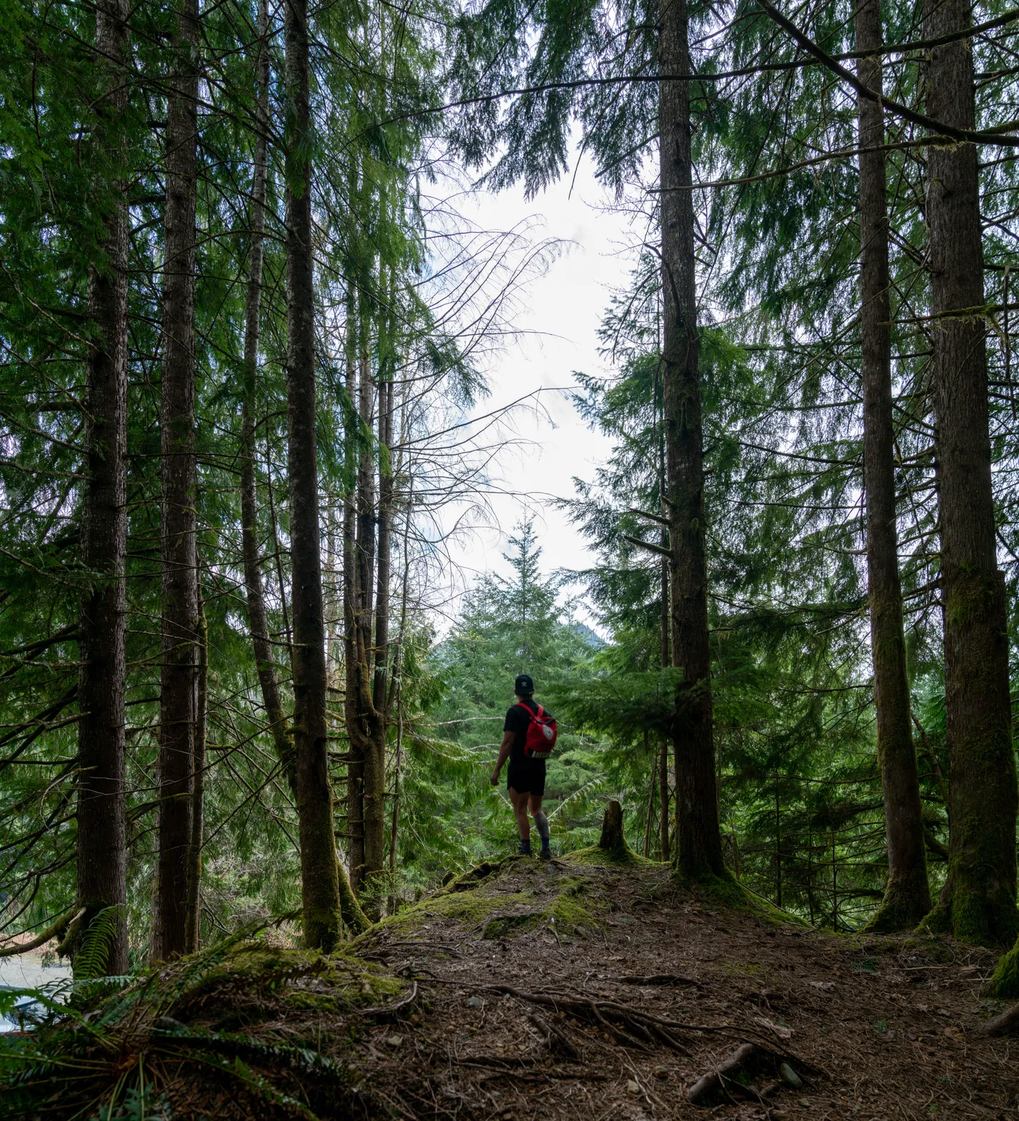 A hiker with a red backpack on a mossy trail beneath tall forest trees.