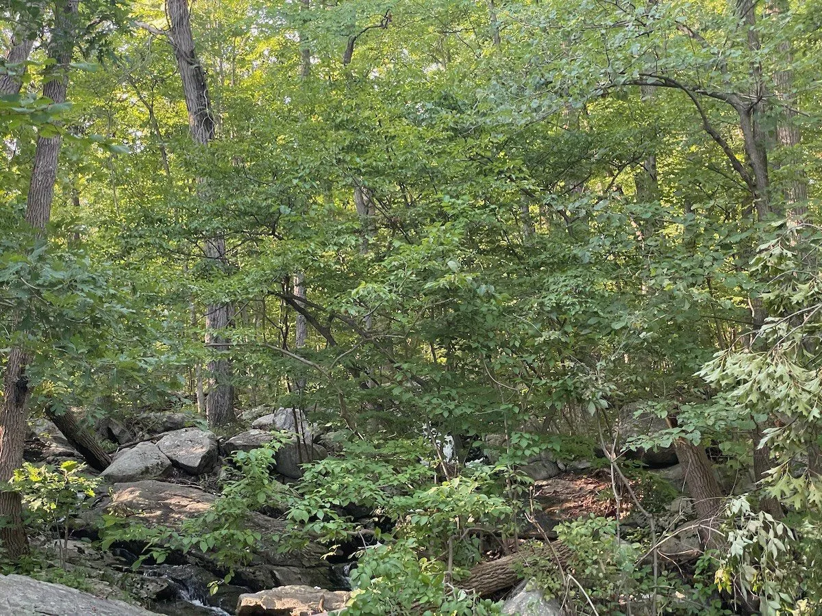 A stream flowing between leafy banks.